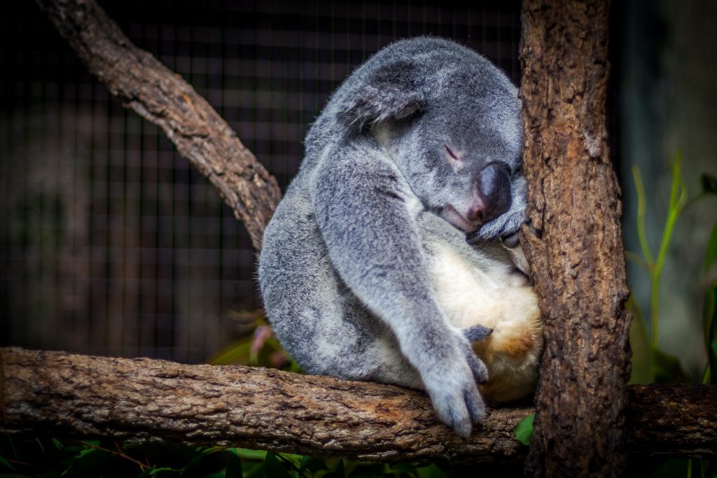 眠っているコアラ